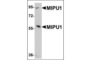 Western blot analysis of MIPU1 in human brain tissue lysate with this product at 1 μg/ml.