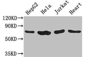 CHFR antibody  (AA 141-422)