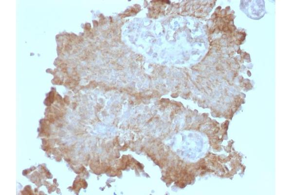 FAT Atypical Cadherin 2 (FAT2) antibody
