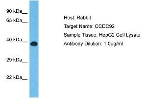 Host: Rabbit Target Name: CCDC92 Sample Type: HepG2 Whole cell lysates Antibody Dilution: 1. (CCDC92 antibody  (N-Term))