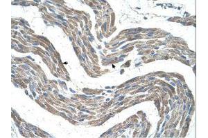 Image no. 1 for anti-G Protein-Coupled Receptor 161 (GPR161) (C-Term) antibody (ABIN203448) (GPR161 antibody  (C-Term))