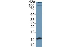 Western Blot; Sample: Human MCF7 cell lysate; Primary Ab: 1µg/ml Rabbit Anti-Human PHPT1 Antibody Second Ab: 0. (PHPT1 antibody  (AA 1-125))
