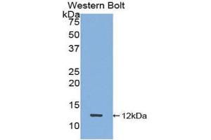 Western Blotting (WB) image for anti-Peptide YY (PYY) (AA 30-98) antibody (ABIN1860389) (Peptide YY antibody  (AA 30-98))