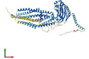 AlphaFold protein structure predicition of Human Recombinant ABCD1 Protein, UniprotID P33897 (ABCD1 Protein (AA 1-745) (His tag))