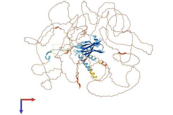 PPP1R3A Protein (AA 1-1089) (His tag)
