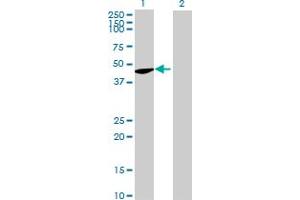 Western Blot analysis of FLOT2 expression in transfected 293T cell line by FLOT2 MaxPab polyclonal antibody. (Flotillin 2 antibody  (AA 1-379))