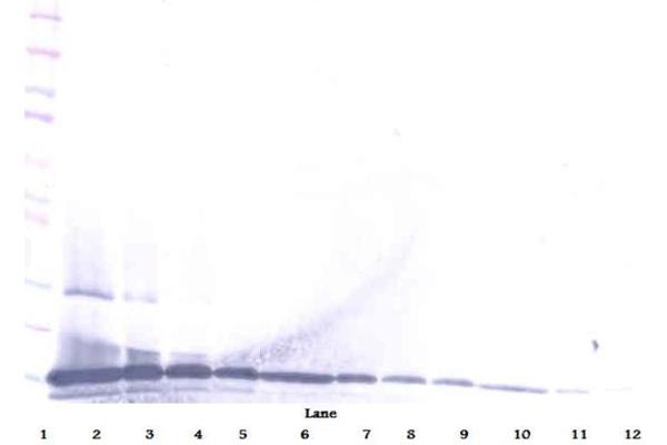 CCL28 antibody