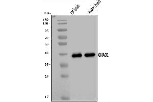 Western blot analysis of GNAO1 using anti-GNAO1 antibody (ABIN7599040).