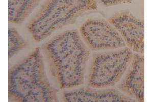 Immunohistochemistry (IHC) image for anti-Apolipoprotein A-IV (APOA4) (AA 299-369) antibody (ABIN7434428)