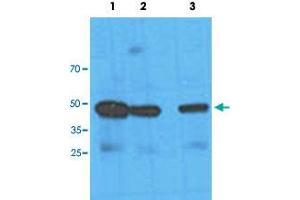 Western blot analysis of HeLa cell lysate with NANS monoclonal antibody, clone AT1G6  at Lane 1: 1:100 dilution, Lane 2: 1:1000 dilution and Lane 3: 1:3000 dilution followed by HRP-conjugated goat anti-mouse secondary antibody and visualized by ECL detection system. (NANS antibody  (AA 1-359))