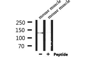Western blot analysis of extracts from mouse muscle, using RBM16 Antibody.
