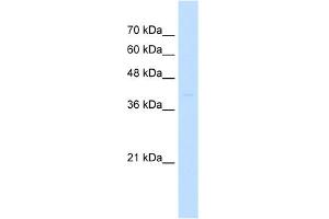 WB Suggested Anti-ST3GAL3 Antibody Titration:  0. (ST3GAL3 antibody  (N-Term))