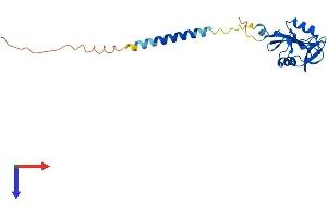AlphaFold protein structure predicition of Mouse Recombinant Clec2e Protein, UniprotID Q80XD9 (Clec2e Protein (AA 1-204) (His tag))