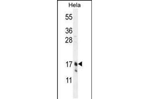 Western blot analysis in Hela cell line lysates (35ug/lane). (Claudin 7 antibody  (C-Term))