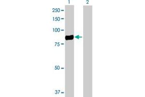 Western Blot analysis of CD248 expression in transfected 293T cell line by CD248 MaxPab polyclonal antibody. (CD248 antibody  (AA 1-757))