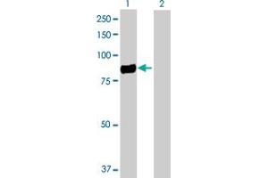 Western Blot analysis of CD248 expression in transfected 293T cell line by CD248 MaxPab polyclonal antibody.