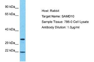 Host: Rabbit Target Name: SAMD10 Sample Tissue: Human 786-0 Whole Cell Antibody Dilution: 1ug/ml (SAMD10 antibody  (N-Term))