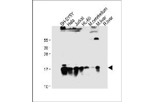 All lanes : Anti-SUMO2/3 Antibody (C-term) at 1:2000 dilution Lane 1: SH-SY5Y whole cell lysate Lane 2: Hela whole cell lysate Lane 3: Jurkat whole cell lysate Lane 4: HL-60 whole cell lysate Lane 5: Mouse cerebellum tissue lysate Lane 6: Mouse liver tissue lysate Lane 7: Rat liver tissue lysate Lysates/proteins at 20 μg per lane. (SUMO2/3 antibody  (C-Term))