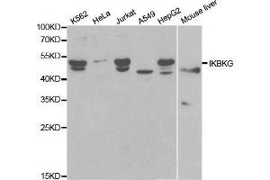 Western blot analysis of extracts of various cell lines, using IKBKG antibody.