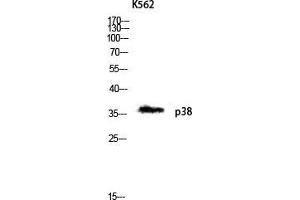 Western Blot (WB) analysis of K562 lysis using p38 antibody. (MAPK14 antibody  (Ser272))