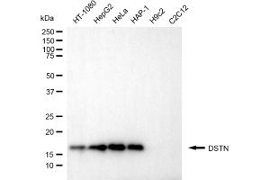 Western blotting analysis using DSTN antibody (ABIN7798320). (Destrin antibody)