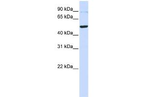 WB Suggested Anti-TINF2 Antibody Titration: 0. (TINF2 antibody  (Middle Region))