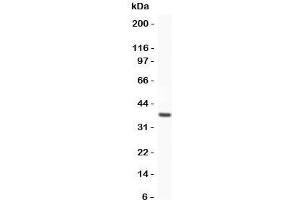 Western blot testing of HO-1 antibody and recombinant human protein (0. (HMOX1 antibody  (AA 1-288))