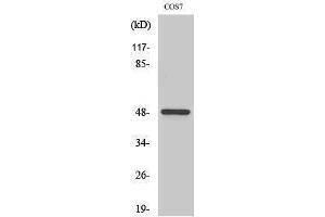 Western Blotting (WB) image for anti-Casein Kinase 1, gamma 1 (CSNK1G1) (N-Term) antibody (ABIN3183659) (CSNK1G1 antibody  (N-Term))