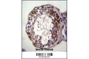 SMPD1 Antibody immunohistochemistry analysis in formalin fixed and paraffin embedded human testis tissue followed by peroxidase conjugation of the secondary antibody and DAB staining. (SMPD1 antibody  (C-Term))