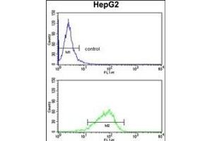 GPD1 Antibody (N-term) (ABIN652446 and ABIN2842302) flow cytometry analysis of HepG2 cells (bottom histogram) compared to a negative control cell (top histogram). (GPD1 antibody  (N-Term))