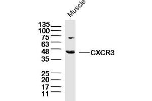 Mouse muscle lysates probed with CXCR3 Polyclonal Antibody, Unconjugated  at 1:300 dilution and 4˚C overnight incubation. (CXCR3 antibody  (AA 1-100))