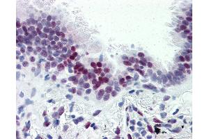 Anti-CASZ1 antibody IHC of human lung. (CASZ1 antibody  (N-Term))