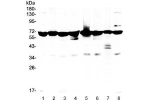 Western blot testing of 1) rat kidney, 2) rat brain, 3) mouse stomach, 4) mouse spleen, 5) human HeLa, 6) U87, 7) PANC lysate with AIF antibody.