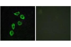 Immunofluorescence (IF) image for anti-G Protein-Coupled Receptor 123 (GPR123) (AA 201-250) antibody (ABIN2890840)