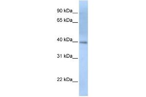 ITPK1 antibody used at 1 ug/ml to detect target protein. (ITPK1 antibody  (N-Term))