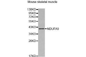 Western Blotting (WB) image for anti-NADH Dehydrogenase (Ubiquinone) 1 alpha Subcomplex, 9, 39kDa (NDUFA9) (AA 1-270) antibody (ABIN6220158) (NDUFA9 antibody  (AA 1-270))