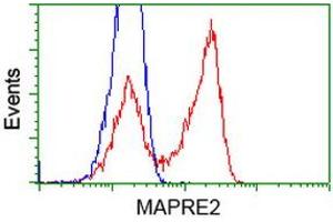 HEK293T cells transfected with either RC200259 overexpress plasmid (Red) or empty vector control plasmid (Blue) were immunostained by anti-MAPRE2 antibody (ABIN2454593), and then analyzed by flow cytometry. (MAPRE2 antibody)