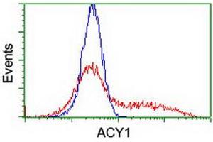 HEK293T cells transfected with either RC201284 overexpress plasmid (Red) or empty vector control plasmid (Blue) were immunostained by anti-ACY1 antibody (ABIN2454791), and then analyzed by flow cytometry. (Aminoacylase 1 antibody)