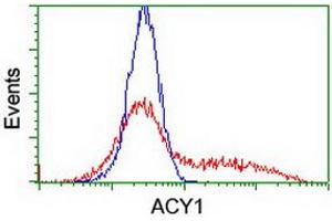 HEK293T cells transfected with either RC201284 overexpress plasmid (Red) or empty vector control plasmid (Blue) were immunostained by anti-ACY1 antibody (ABIN2454791), and then analyzed by flow cytometry.