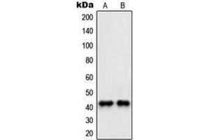 Western blot analysis of PAWR expression in HeLa (A), NIH3T3 (B) whole cell lysates.