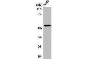 Western Blot analysis of HepG2 cells using PREP-2 Polyclonal Antibody (PKNOX2 antibody  (C-Term))