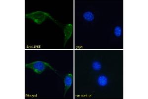 ABIN570878 Immunofluorescence analysis of paraformaldehyde fixed NIH3T3 cells, permeabilized with 0. (LY6E antibody  (Internal Region))