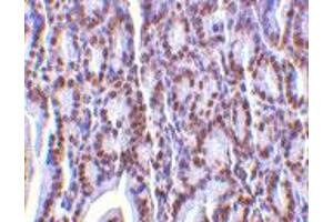 Immunohistochemistry of ANP32A in mouse small intestine tissue with ANP32A polyclonal antibody  at 2 ug/mL .