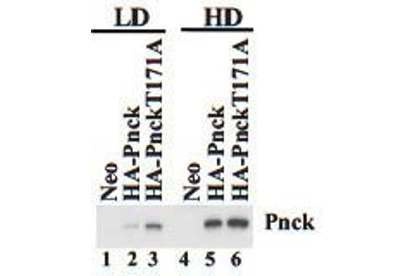PNCK antibody  (C-Term)