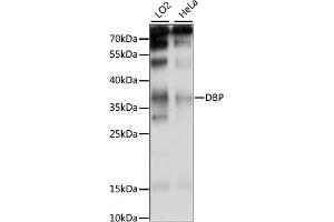 Western blot analysis of extracts of various cell lines, using DBP antibody (ABIN7266668) at 1:1000 dilution. (DBP antibody  (AA 1-325))