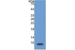 WB of Protein Standard: different control antibodies  against Highly purified E. (CXCL12 ELISA Kit)