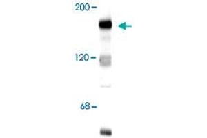 Western blot of 10 ug of rat hippocampal lysate showing specific immunolabeling of the ~180k Grin2b subunit of the NMDA receptor. (GRIN2B antibody  (N-Term))