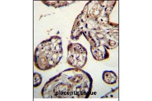 CALU Antibody (C-term) (ABIN656242 and ABIN2845558) immunohistochemistry analysis in formalin fixed and paraffin embedded human placenta tissue followed by peroxidase conjugation of the secondary antibody and DAB staining. (CALU antibody  (C-Term))