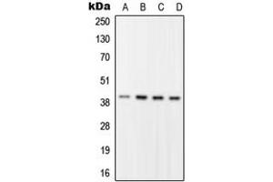Western blot analysis of RFC2 expression in HEK293T (A), HeLa (B), Raw264. (RFC2 antibody  (Center))