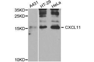 Western Blotting (WB) image for anti-Chemokine (C-X-C Motif) Ligand 11 (CXCL11) antibody (ABIN1882328) (CXCL11 antibody)